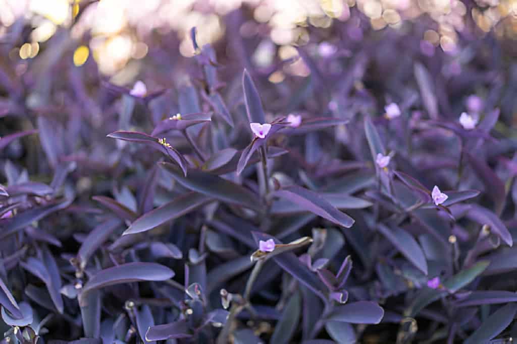 flower of tradescantia pallida