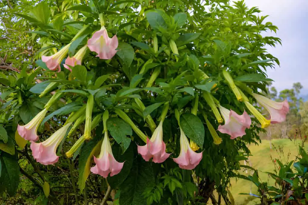 flowering angels trumpet tree full of pink flowers and buds