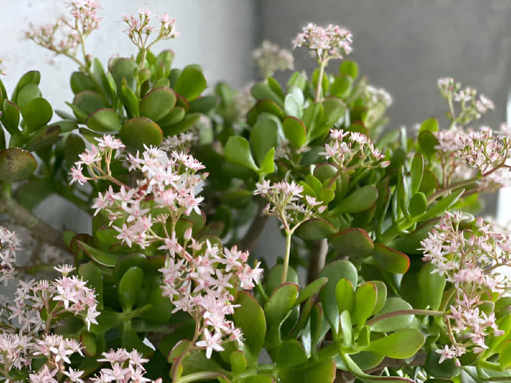 flowering jade plant