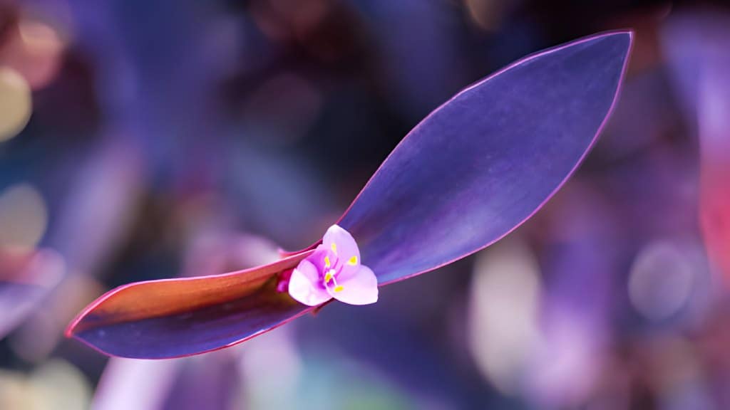 flowering purple heart tradescantia pallida