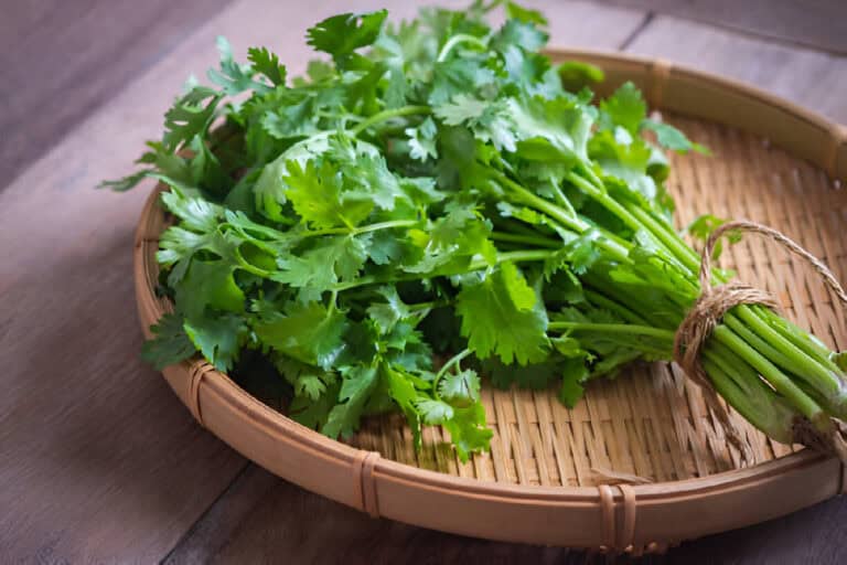 Can You Really Grow Cilantro from Store-Bought Cuttings?