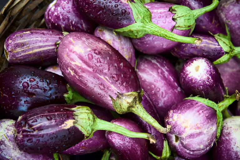 A Step-by-Step Guide to Grow Eggplant from Store Bought