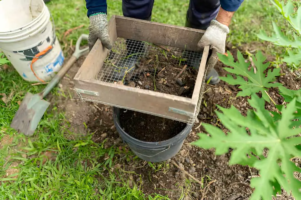 gardener using a soil sieve in organic homegrown