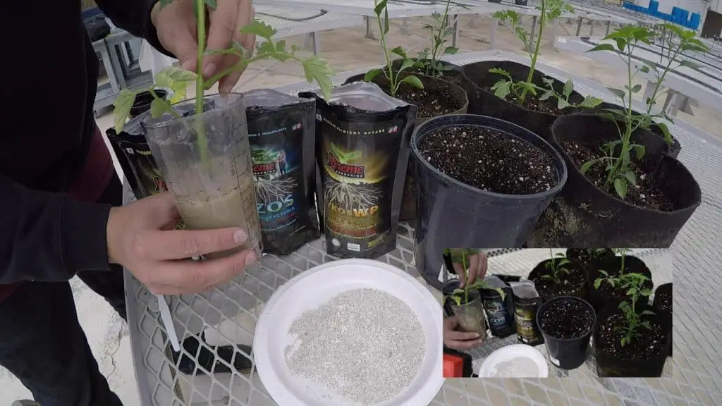 gardening planting mykos mycorrhizae