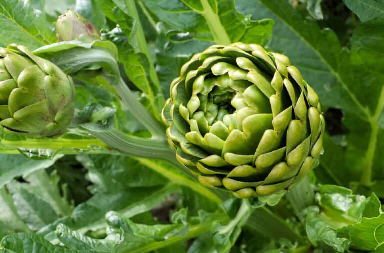 Grow Artichoke From Store Bought: Easy Guide to Plant
