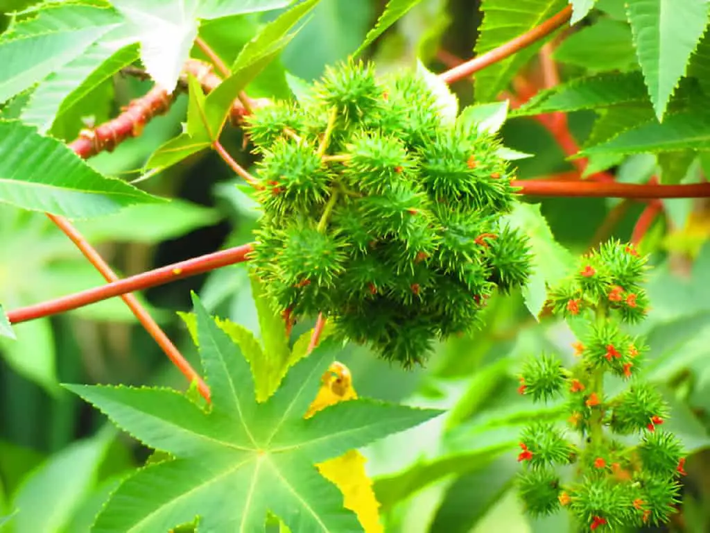 green young ricinus communis castor oil plant