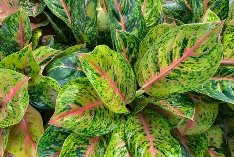 How to Prune Aglaonema Plant – Beginners Trimming Guide
