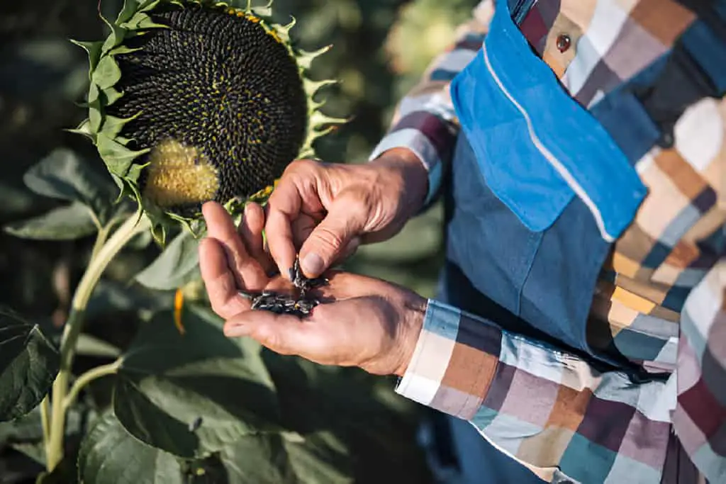 growth quality of sunflowers seeds