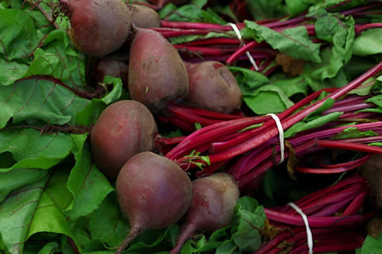 When to Plant Beets in Indiana: Guide for Optimal Growth