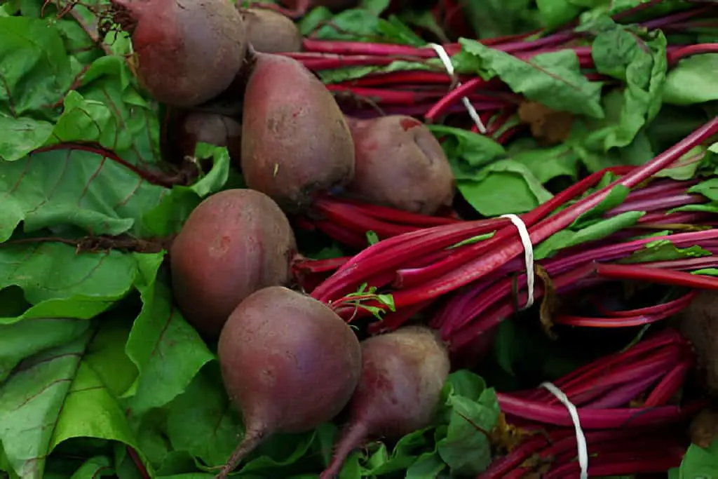 heap of fresh new red beet-bunches