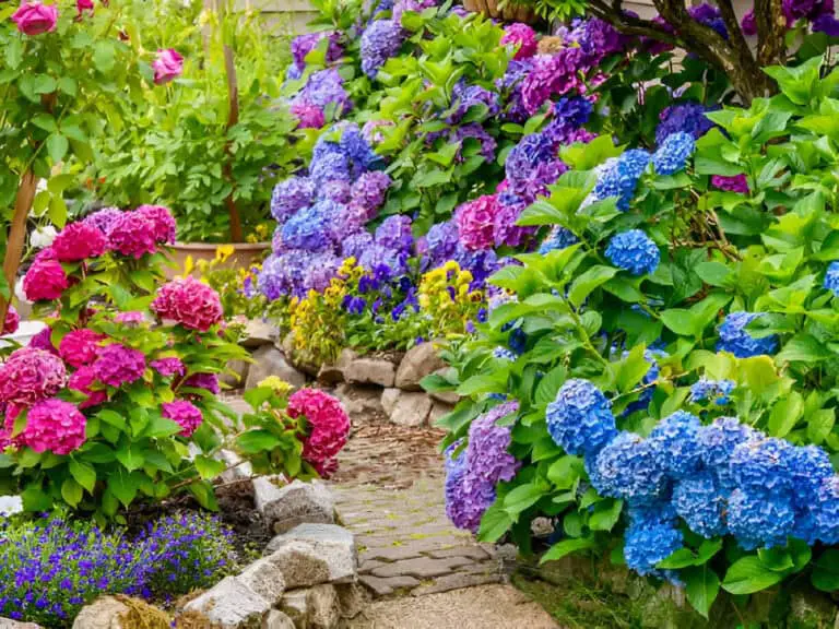 hydrangea multi varieties colours