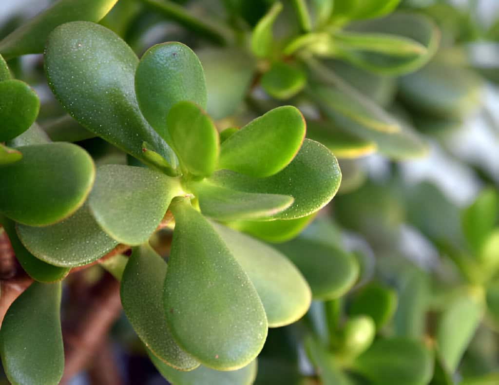 jade plant crassula ovata