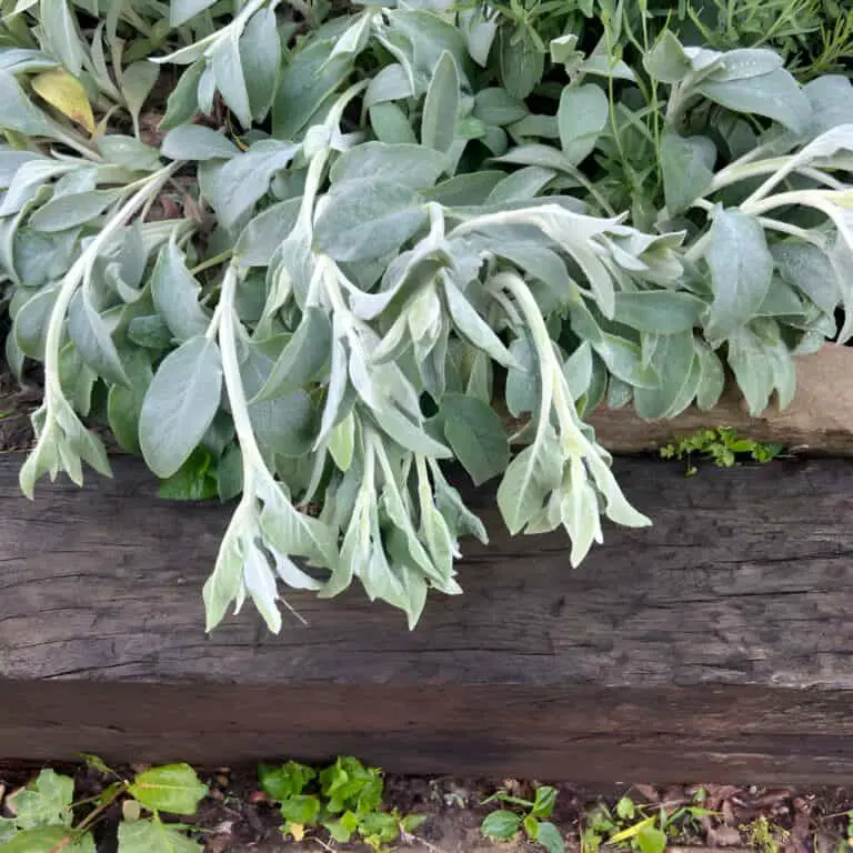 Pruning Lambs Ears Plants for a Flourishing Garden (StepbyStep Guide