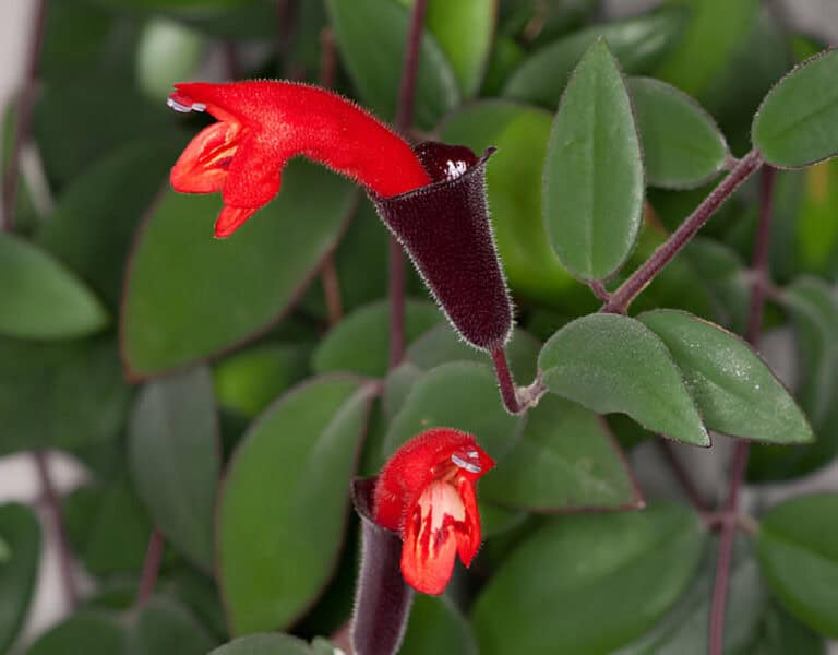 How To Prune Lipstick Plant: Step By Step Trimming Guide