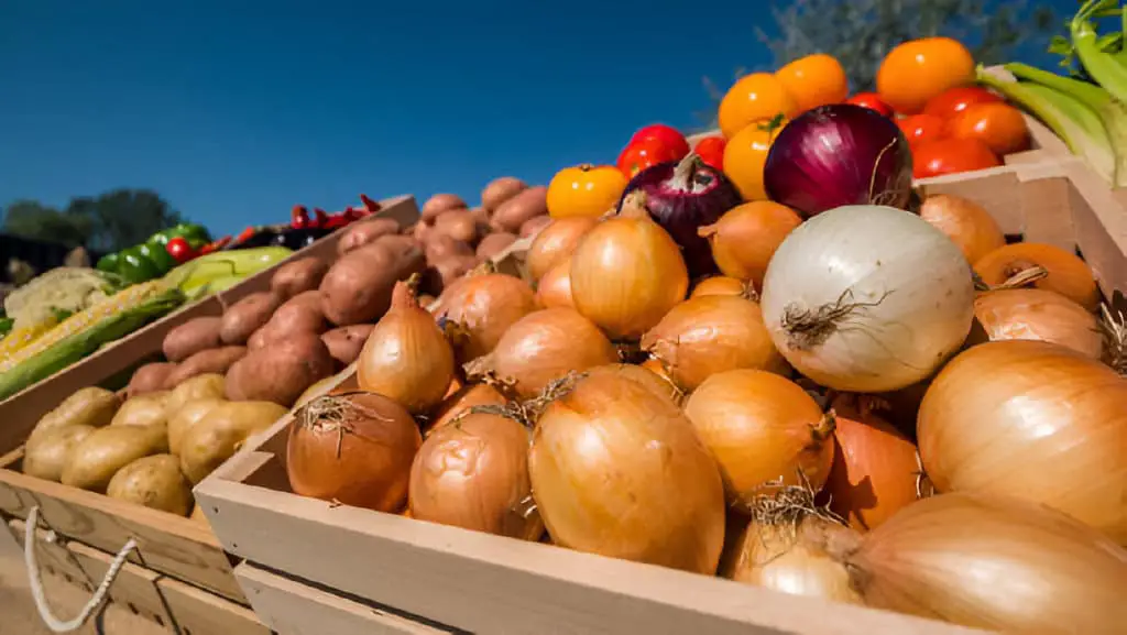 lots of onions in wooden crates at a farmers market