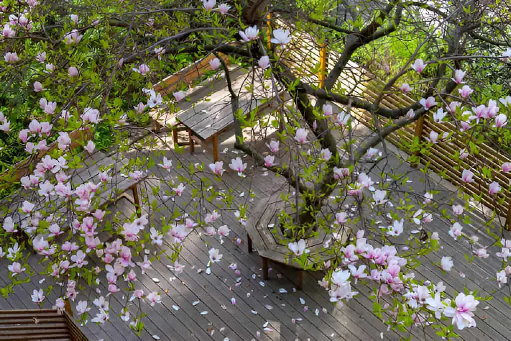 magnolia tree at a patio
