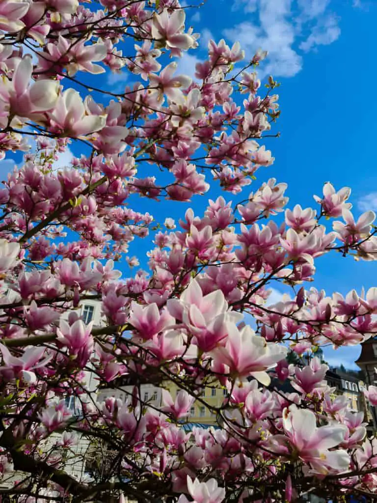 magnolia tree in bloom in the spring sunshine