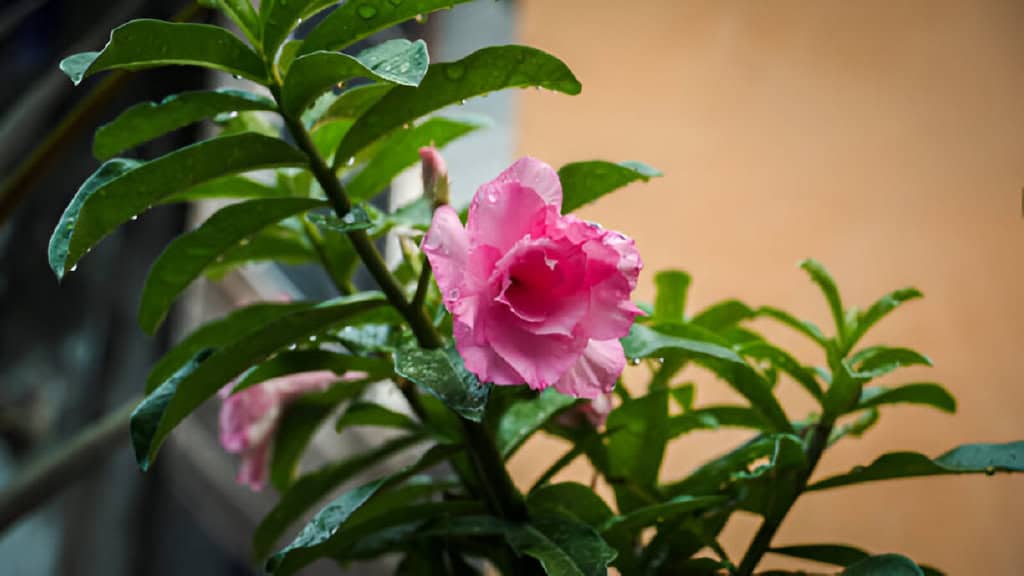 mandevilla x hybrida summer-romance double pink vigorous vine