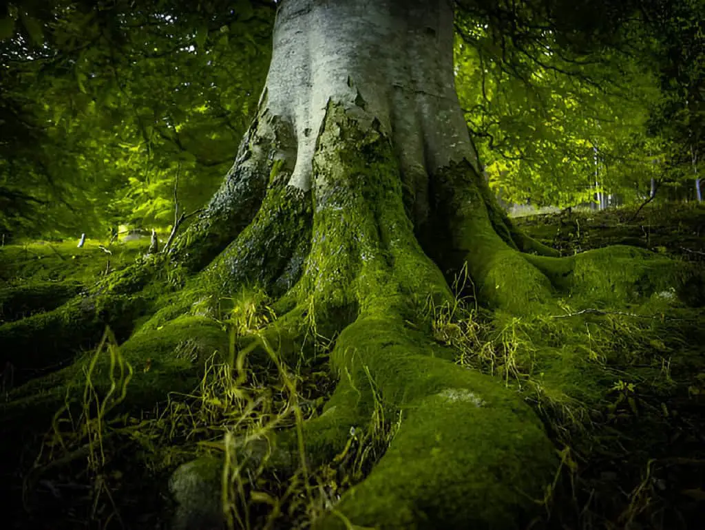 mossy tree trunk in the forest selective