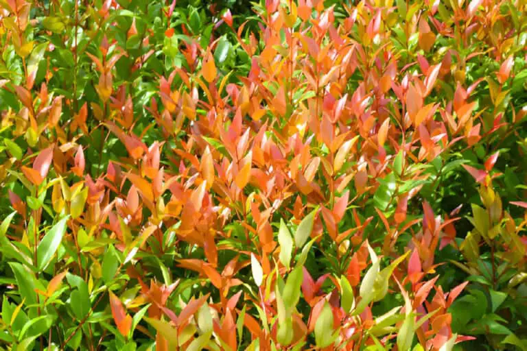 Why Is My Nandina Losing Its Leaves? (And How to Treat Them)