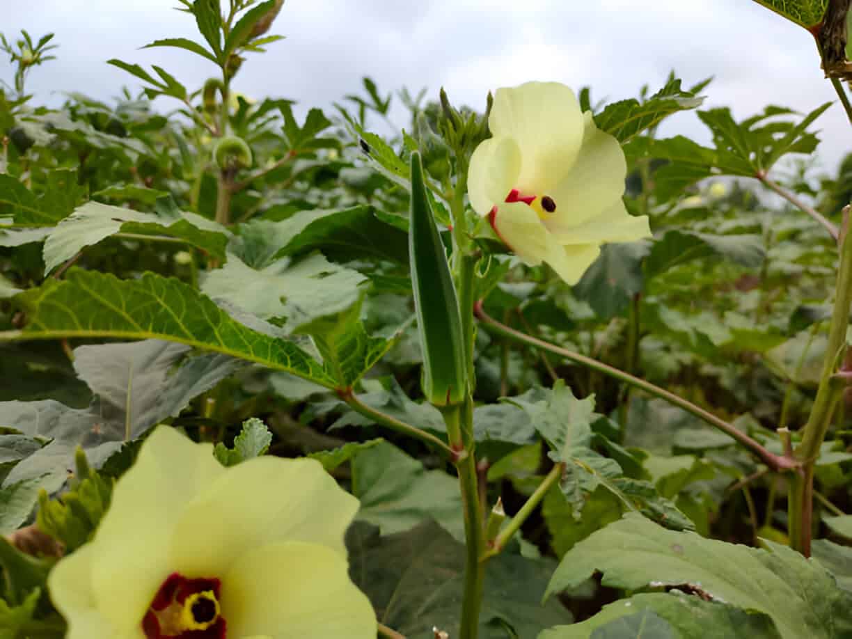 okra plant with flower