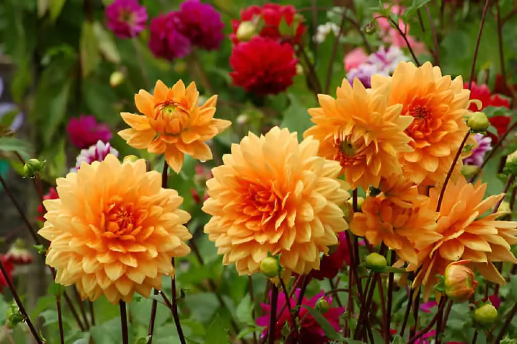 orange dahlias in the garden among other flowers
