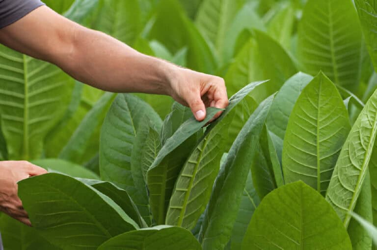 When to Plant Tobacco in New Zealand: Best Timing for Optimal Growth