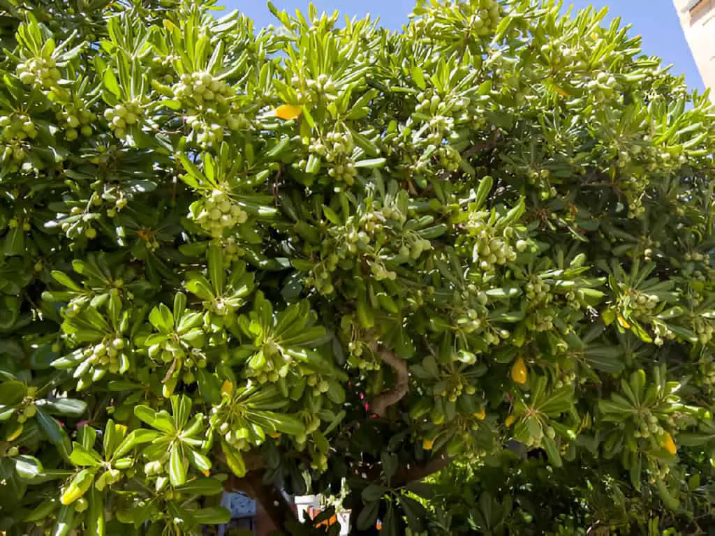 pittosporum tobira sweet smelling flowering plant
