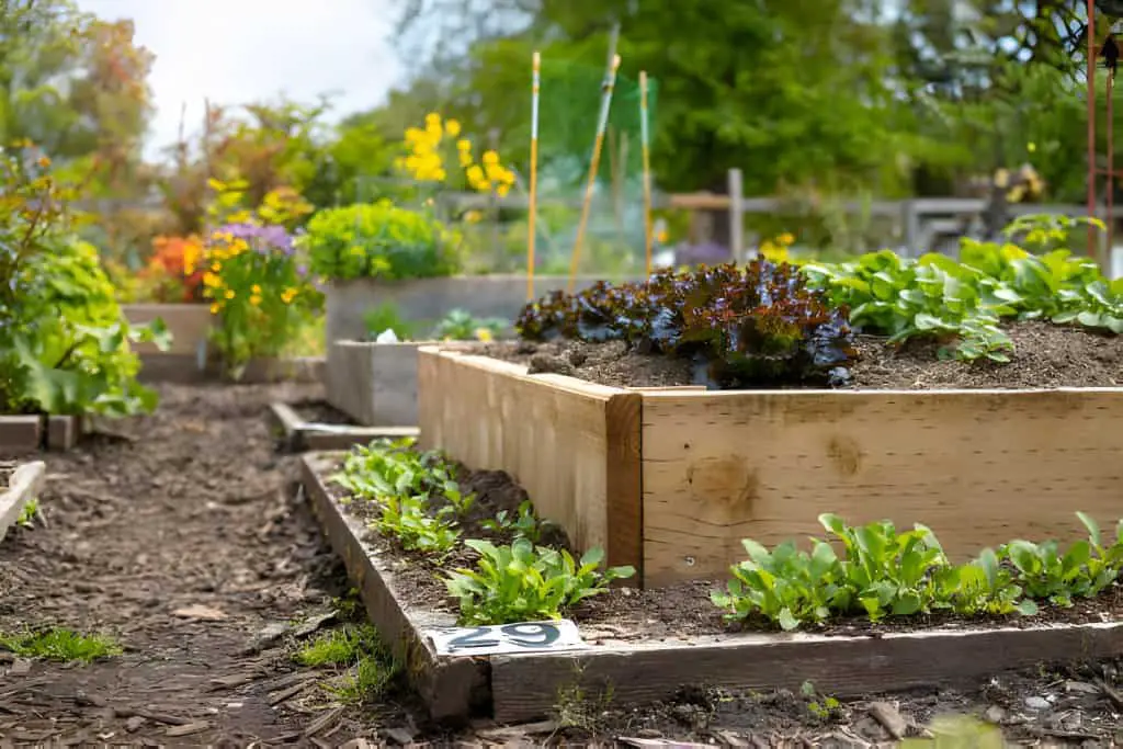 raised garden bed plot of a community garden