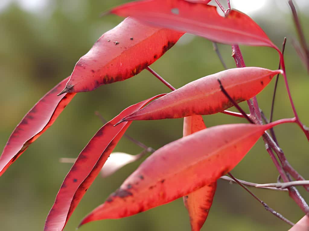 red leaf nandina plants