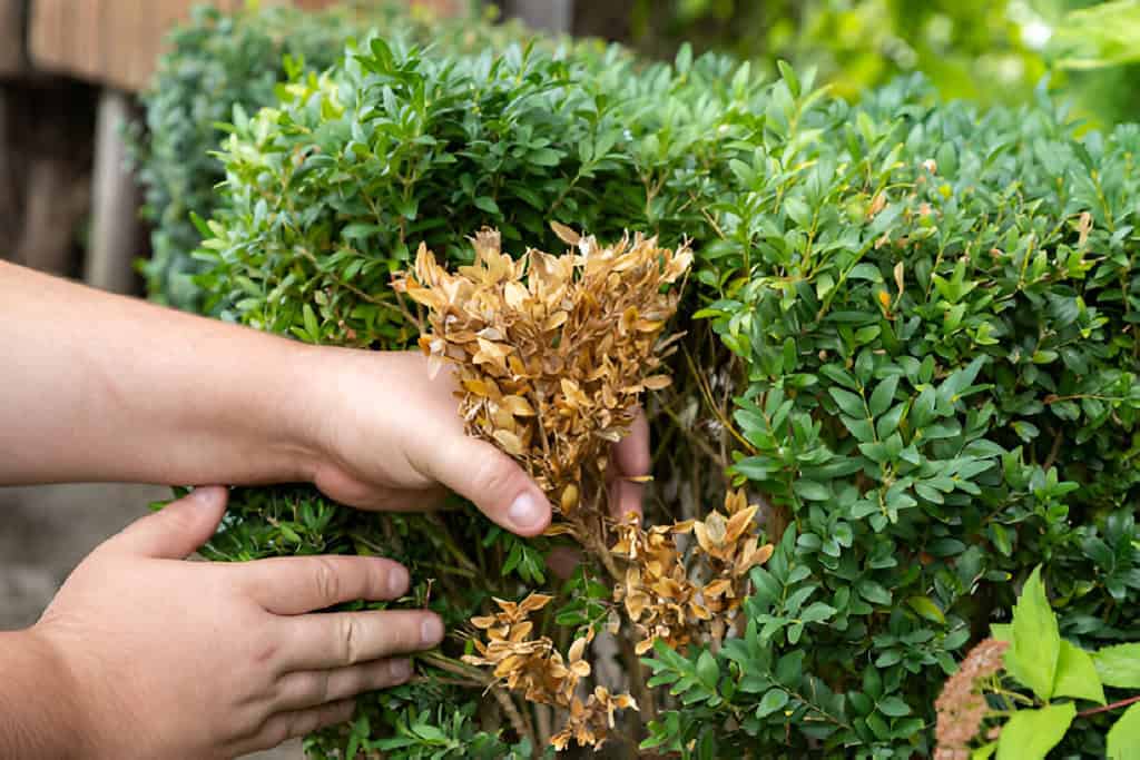 removing dry yellow branches-of-boxwood bushes leaves the twigs