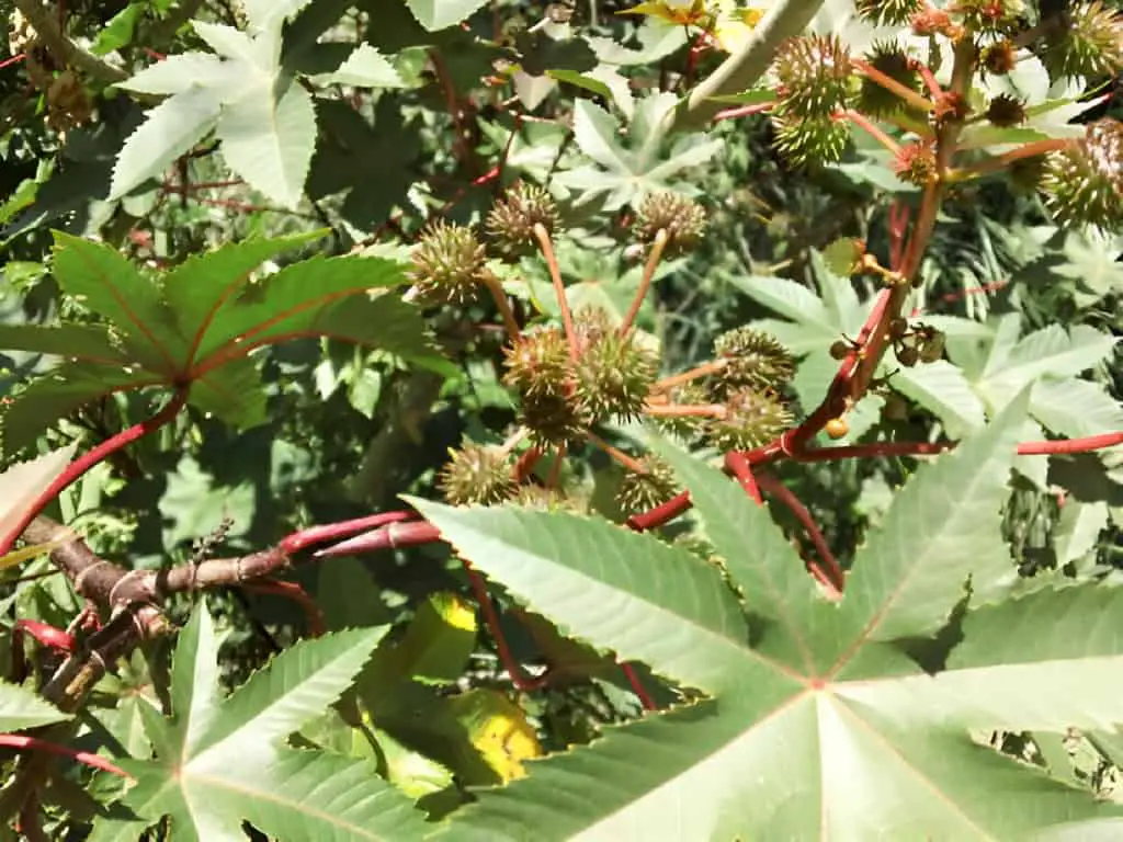 ricinus communis or castor oil plant