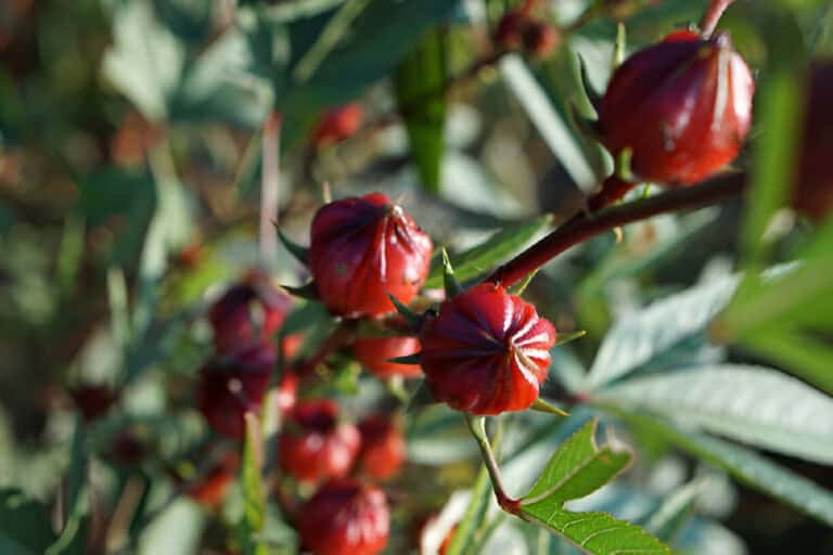 roselle hibiscus sabdariffa rosella fruit