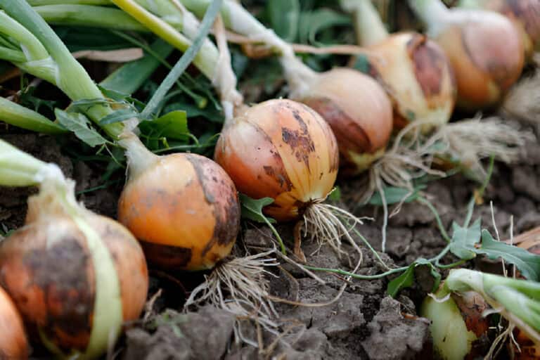 When to Plant Onions in Indiana: A Comprehensive Guide