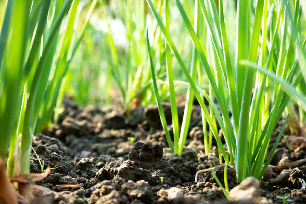 scallion grow on dirt under sunshine