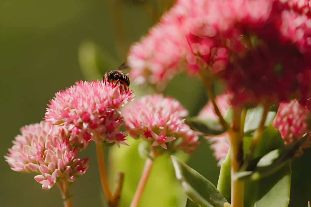 sedum plant flower