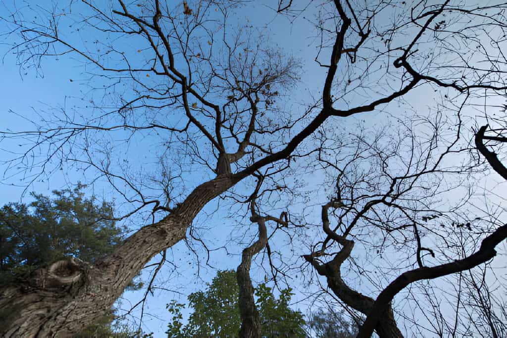 shoot the dried tree trunk