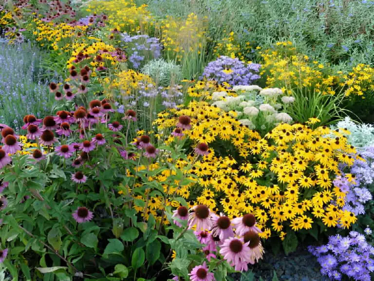 What Perennials Rebloom After Deadheading? Revive Your Garden