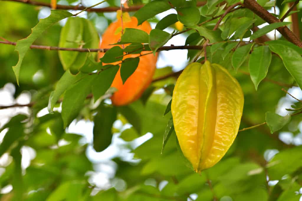 star fruit