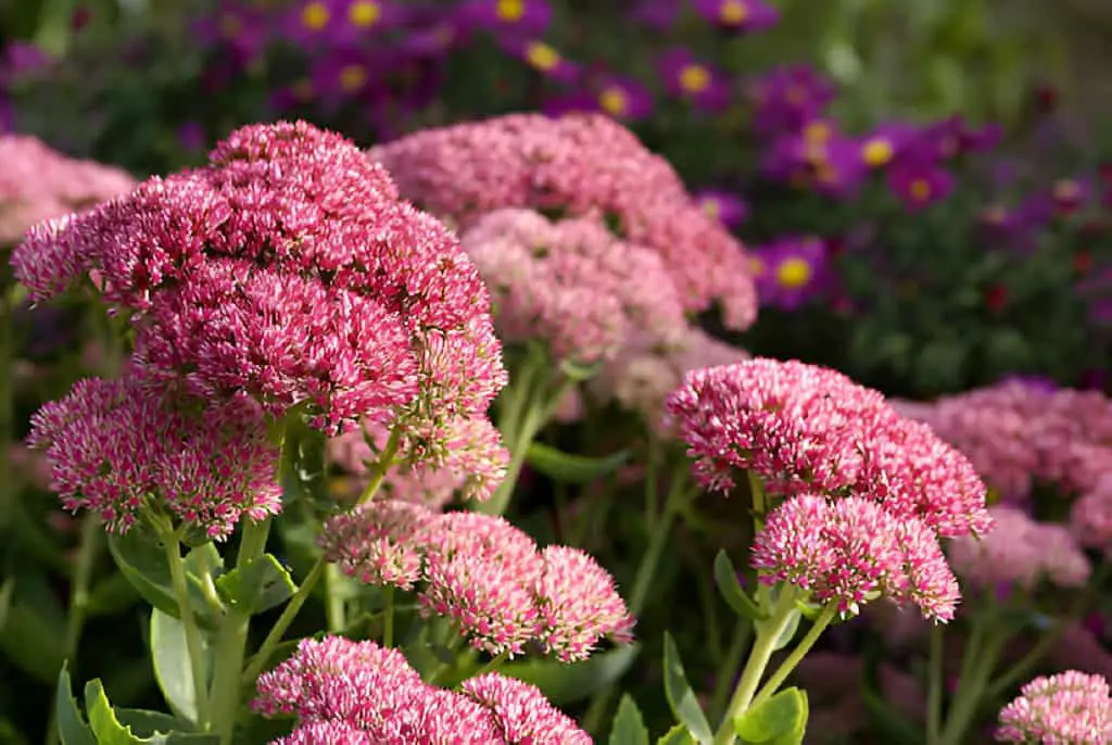 stonecrop and purple asters