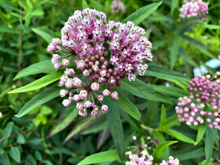 Discover the Benefits of Planting Milkweed in Your Backyard