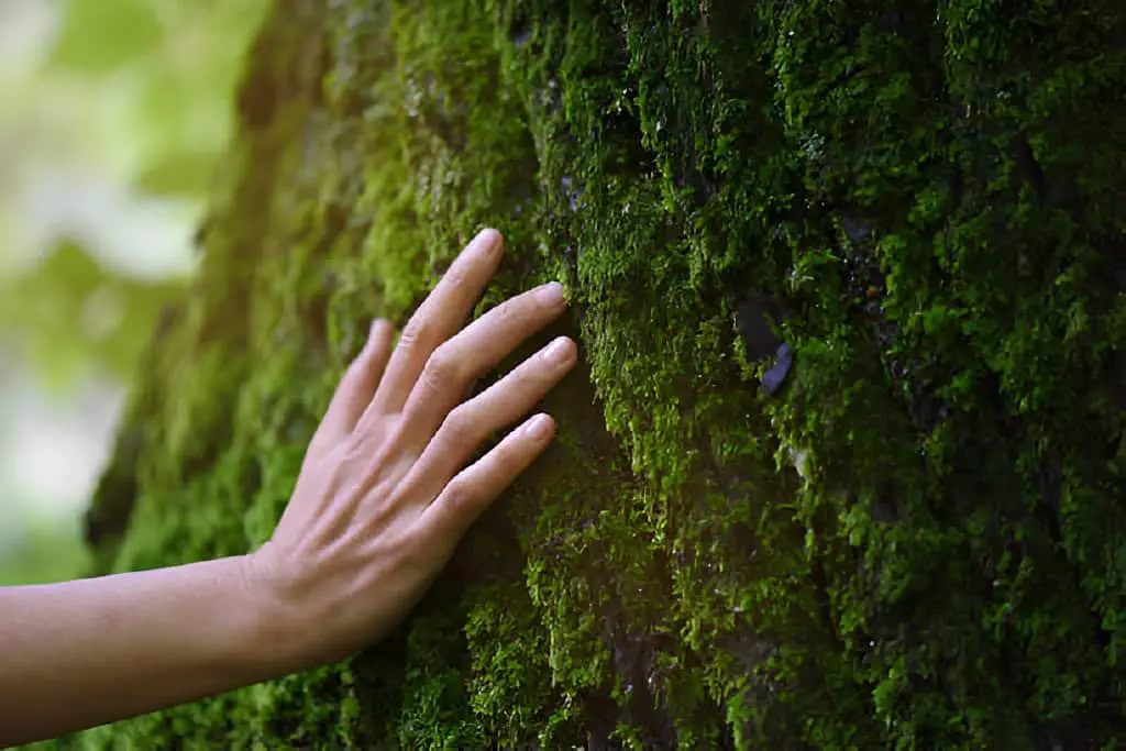 touch of fresh moss in the forest