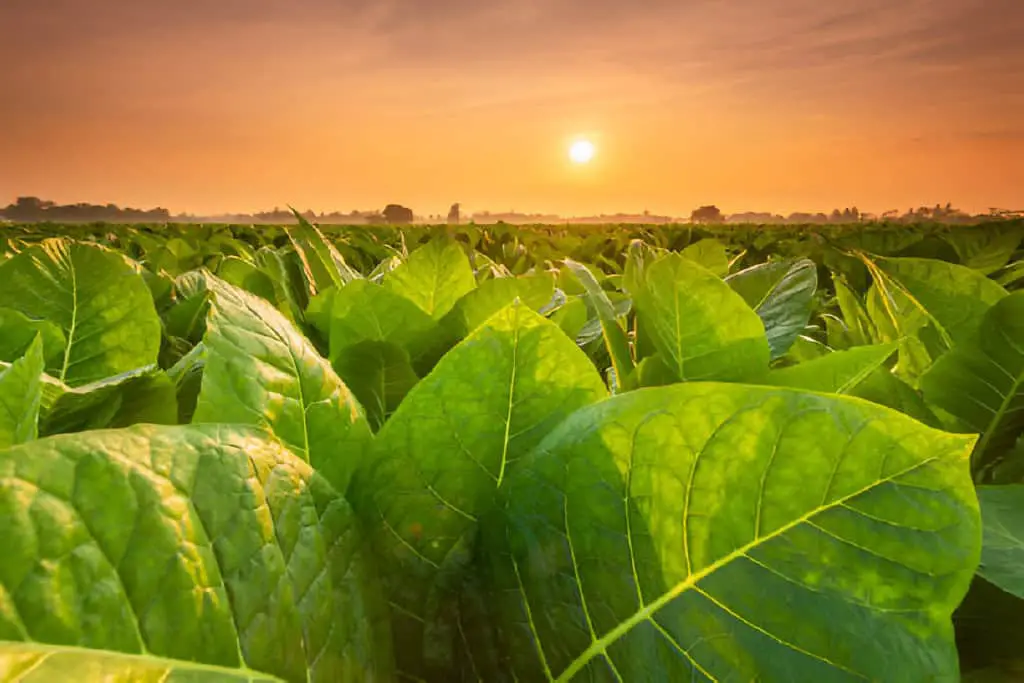 view of tobacco plant in the field
