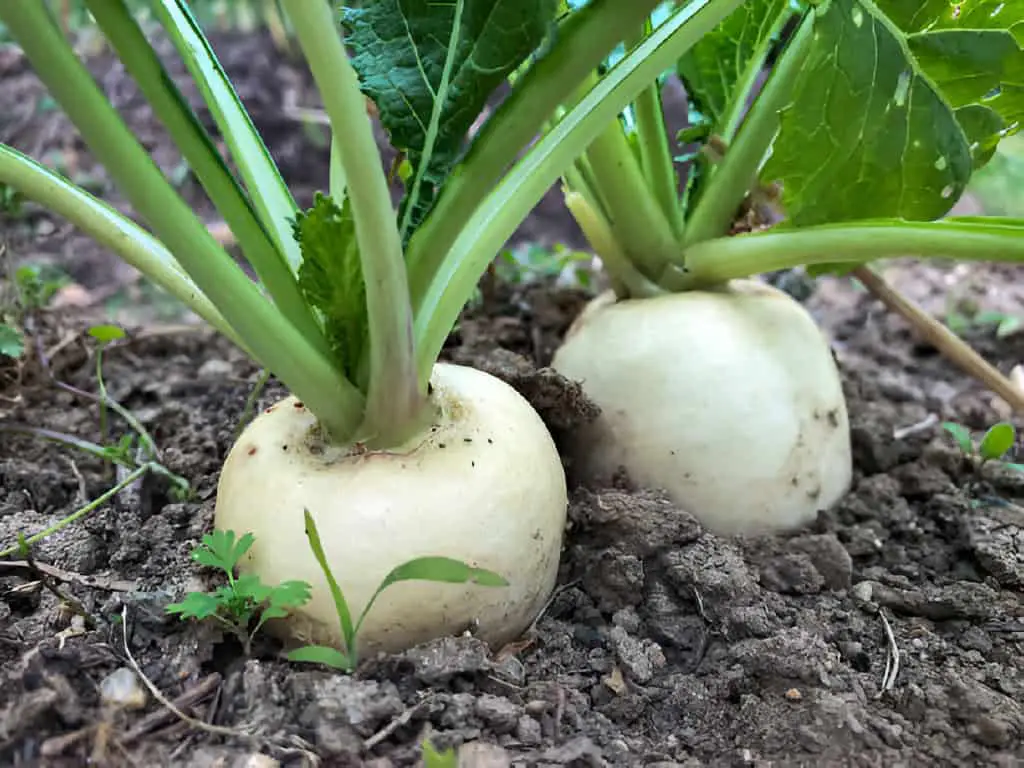 white japanese turnip