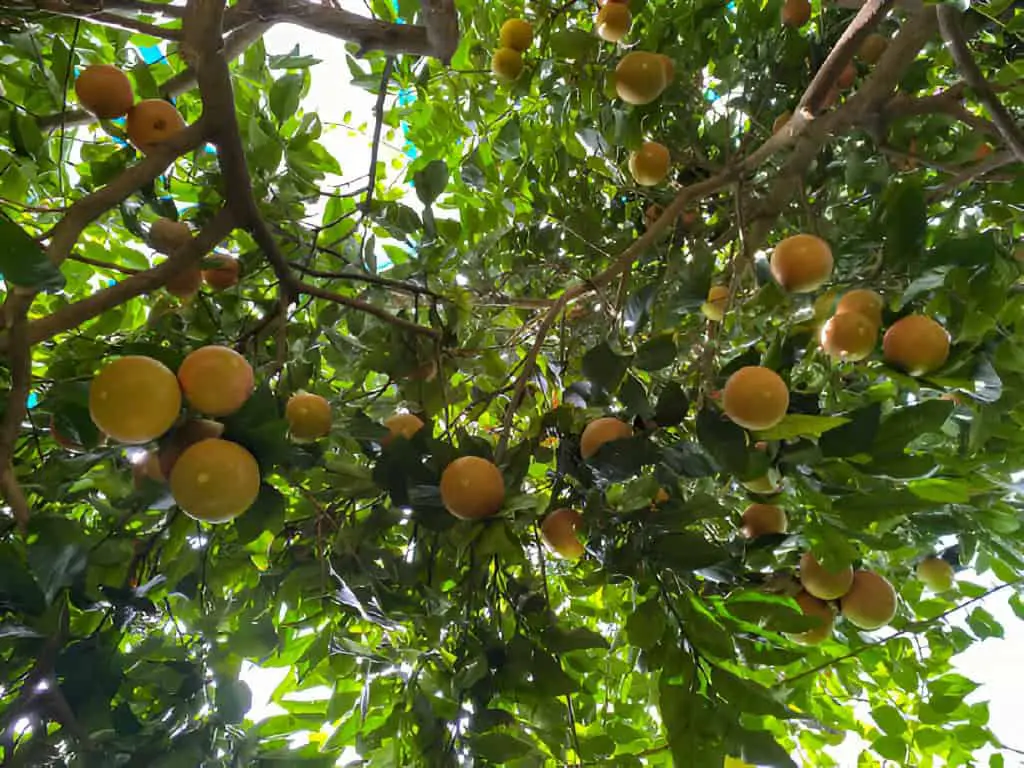 yellow natural heavenly beautiful-delicious-round orange citrus tangerine