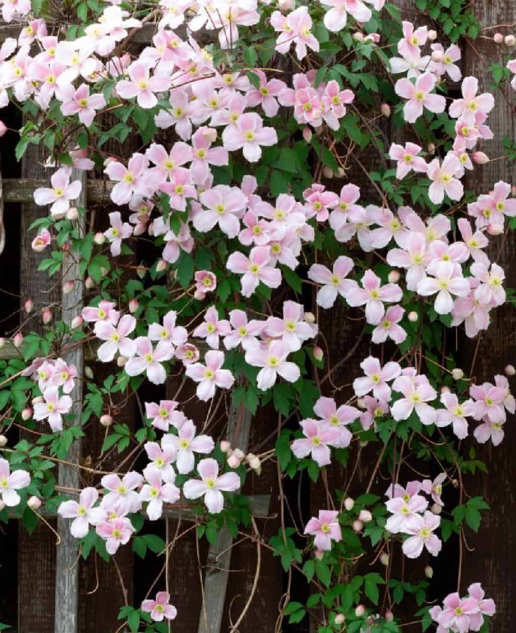 When to Plant Clematis Montana Rubens: Guide for Optimal Growth ...