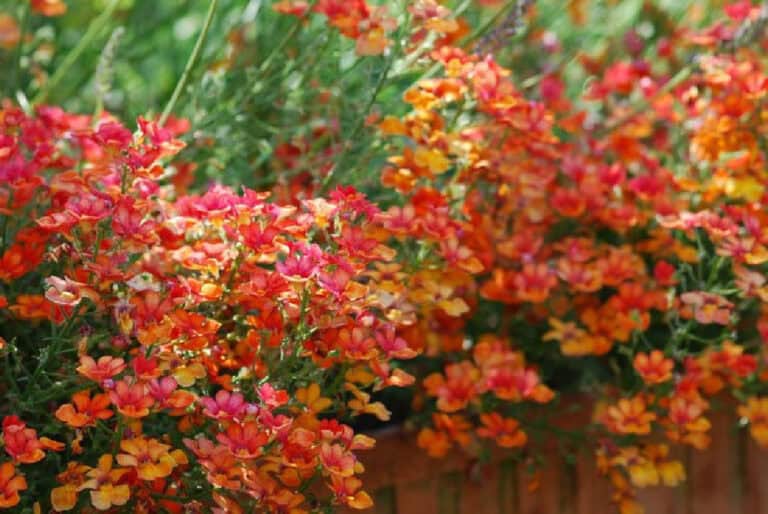 How to Trim Wallflower Plant: In-depth Pruning Guide