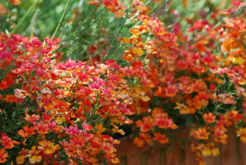 How to Trim Wallflower Plant: In-depth Pruning Guide - FarmingThing.com