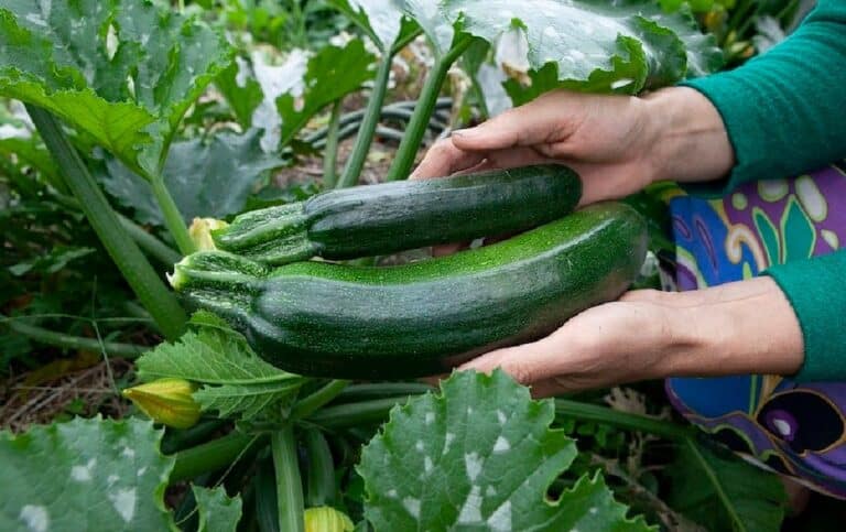 Zesty Zucchini Size Guide: Tips for Harvesting at the Right Time