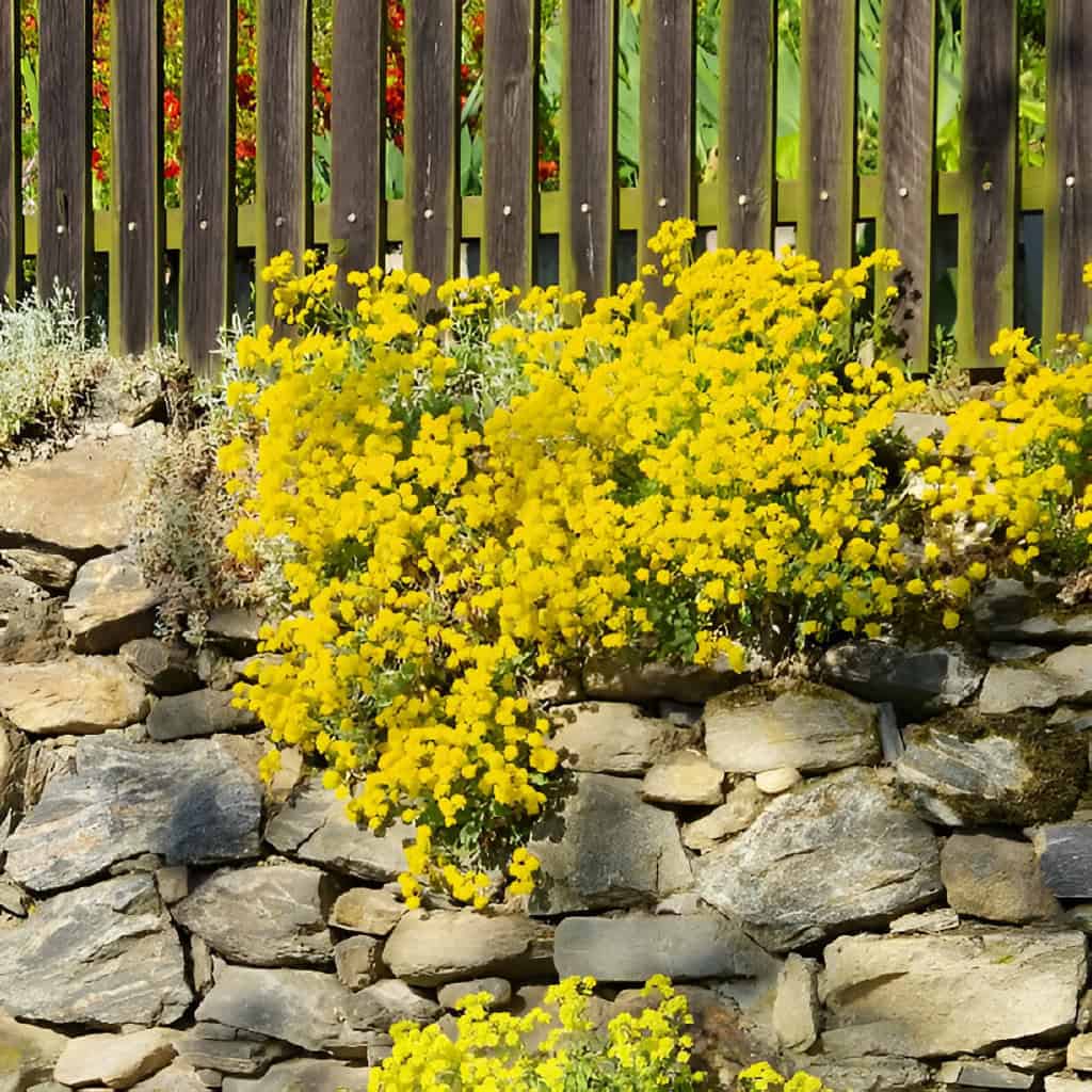 alyssum saxatile